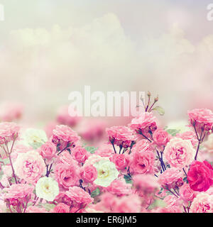 Fleurs rose rose et blanc Banque D'Images