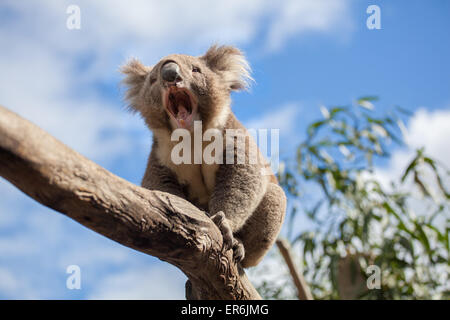 Portrait de Koala assis et de bâiller sur une branche. Banque D'Images