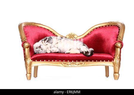 British Shorthair couché Banque D'Images