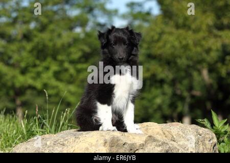 Petit chien Sheltie Banque D'Images