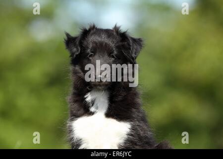 Petit chien Sheltie Banque D'Images