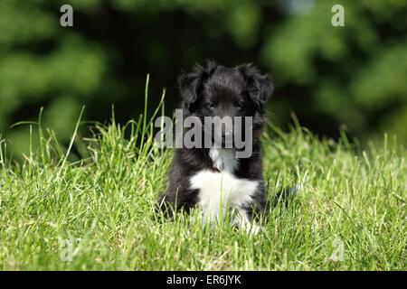 Petit chien Sheltie Banque D'Images