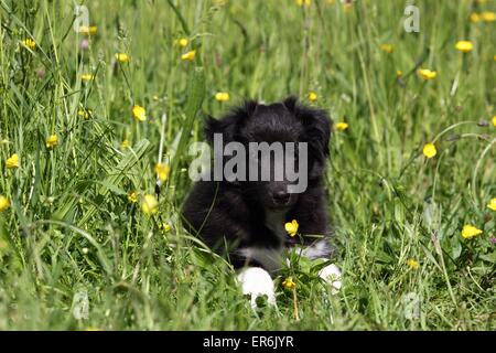 Petit chien Sheltie Banque D'Images