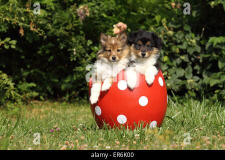 2 chiots Sheltie Banque D'Images