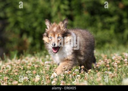 Petit chien Sheltie Banque D'Images