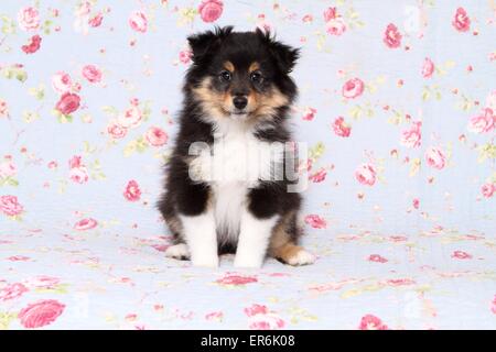 Petit chien Sheltie Banque D'Images