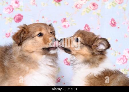 2 chiots Sheltie Banque D'Images