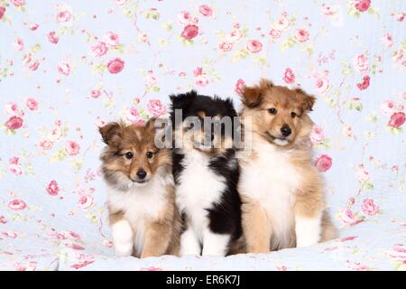 3 chiots Sheltie Banque D'Images