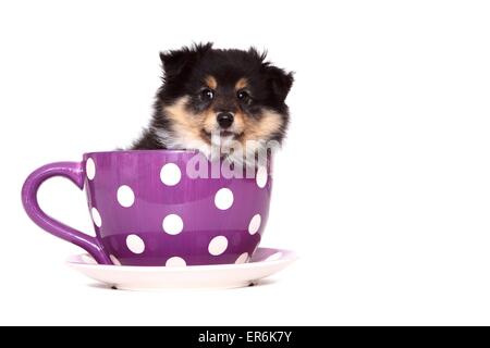 Petit chien Sheltie Banque D'Images