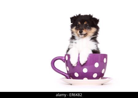 Petit chien Sheltie Banque D'Images