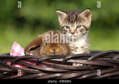 chat et le lapin Banque D'Images