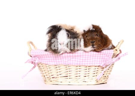 2 cochons d’Inde Banque D'Images