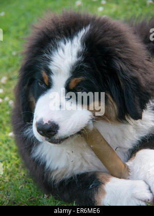 Chiot dans un jardin,UK.eu 10/07/2013 Banque D'Images