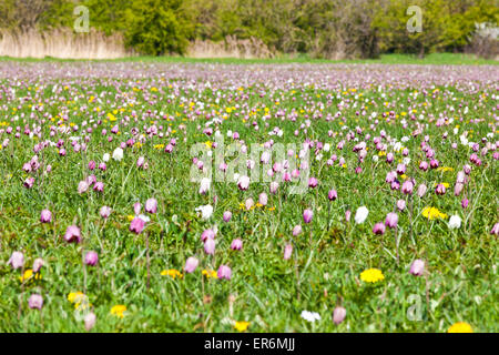 Tête de serpent Fritillaries (Fritilaria meleagris) poussant sur North Meadow, Cricklade, Wiltshire UK - un SSSI et un NNR à côté de la Tamise. Banque D'Images