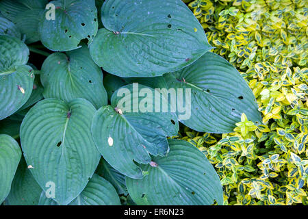 Plante à feuillage décoratif et ornemental - Hosta, Euonymus fortunei 'Emerald Gold' Banque D'Images