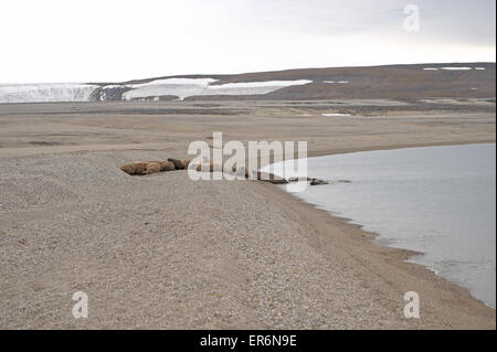 Groupe de morse (Odobenus rosmarus) sur une plage de galets, l'île de torellneset, hinlopenstretet, sud nordaustlandet, Svalbard. Banque D'Images