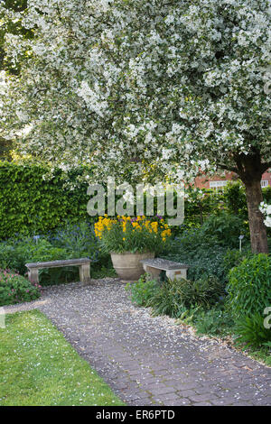 Malus Hupehensis. Crabe Hupeh pommier en fleurs à RHS Wisley Gardens. Surrey, Angleterre Banque D'Images