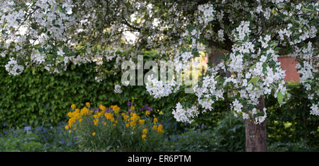 Malus Hupehensis. Crabe Hupeh pommier en fleurs à RHS Wisley Gardens. Surrey, Angleterre Banque D'Images