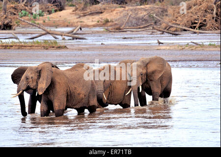 Les éléphants dans la rivière traversant la réserve Samburu Banque D'Images