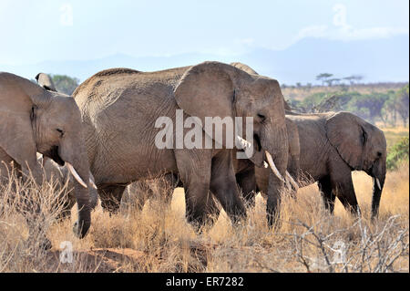 Les éléphants paître dans la réserve de Samburu, Afrique Banque D'Images