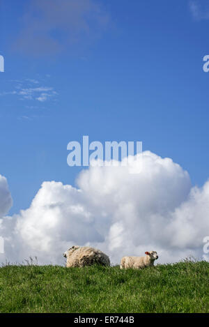 Brebis Texel / Texelaar brebis avec agneau couché dans le pré, sur l'île de Texel, de l'archipel Frison, Hollande du Nord, Pays-Bas Banque D'Images