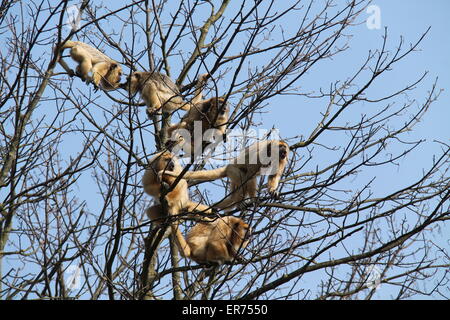 Un groupe de singes hurleurs noirs dans un arbre Haut. Banque D'Images