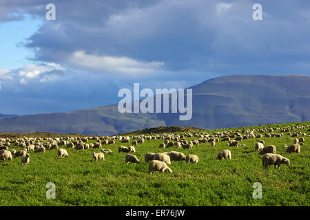 Des moutons paissant sur ranch, dans le sud de la Patagonie, au Chili Banque D'Images