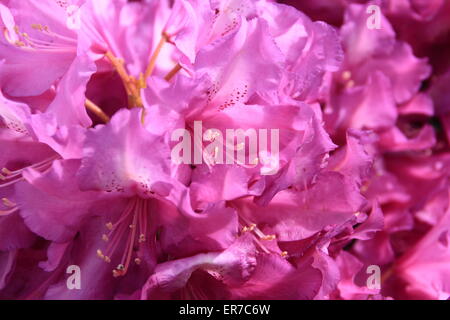 Rhododendron Purple Passion en pleine floraison - UK. (Type : splendeur pourpre) Banque D'Images