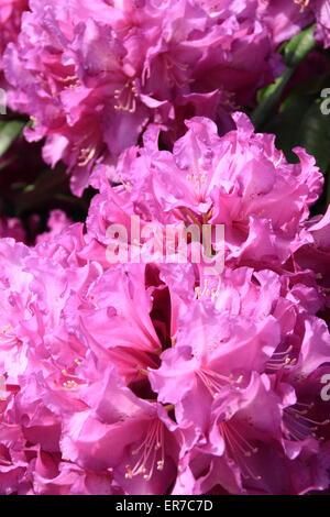 Rhododendron Purple PAssion en pleine floraison - UK. (Type : splendeur pourpre) Banque D'Images