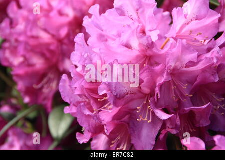 Rhododendron 'purple passion' en pleine floraison - UK. (Type : splendeur pourpre) Banque D'Images