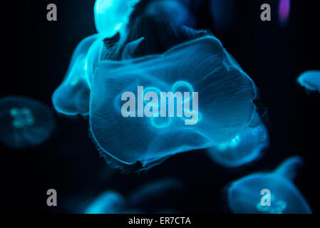 Exposition de gelées de l'aquarium national Jellyfish Baltimore // BALTIMORE, Maryland — les méduses flottent gracieusement dans un réservoir spécialisé à l'exposition de gelées de l'aquarium national dans le port intérieur. Les créatures translucides, éclairées sur un fond sombre, présentent la collection diversifiée de vie marine de l'aquarium et des expositions éducatives. Banque D'Images