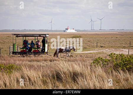 Le musée ferroviaire à chevaux, à l'Est Île Spiekeroog, Basse-Saxe, Allemagne Banque D'Images