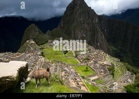 Llama à Machu Pichu, Pérou Banque D'Images