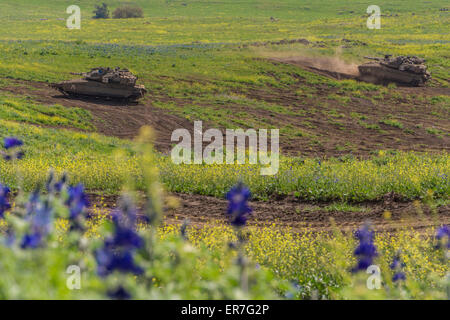 Plateau du Golan, Israël. Réservoirs israéliens Merkava IV manoeuvre pendant un exercice d'entraînement. Lupins bleus au premier plan. Banque D'Images