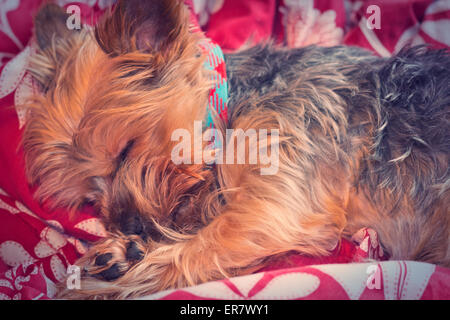 Adorable terrier Yorkshire sound asleep in bed Banque D'Images