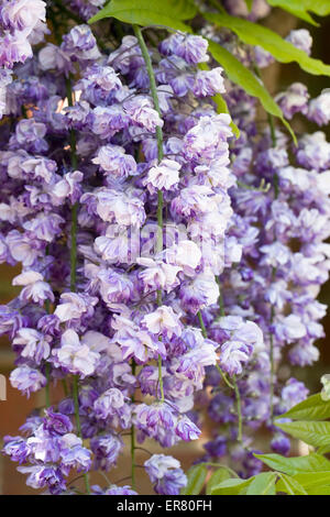 Wisteria floribunda 'Yae-kokuryu' fleurit Banque D'Images