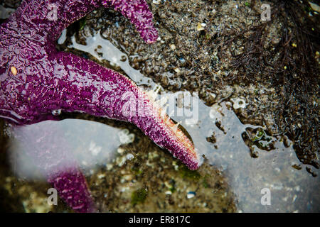 Pieds tube tentacule s'allonger sur une jambe d'une étoile de mer pourpre. Banque D'Images