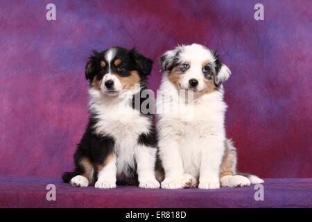 Chiots berger australien Banque D'Images