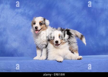 Chiots berger australien Banque D'Images