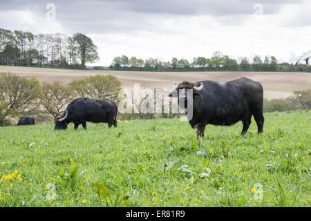 Le buffle d'eau dans la zone de pâturage à Laverstoke Park Farm, Hampshire, England, UK. Banque D'Images