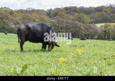 Le buffle d'eau dans la zone de pâturage à Laverstoke Park Farm, Hampshire, England, UK. Banque D'Images