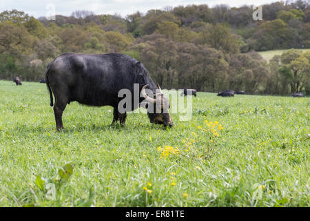 Le buffle d'eau dans la zone de pâturage à Laverstoke Park Farm, Hampshire, England, UK. Banque D'Images