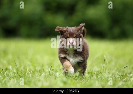 Chiot Berger Australien miniature Banque D'Images