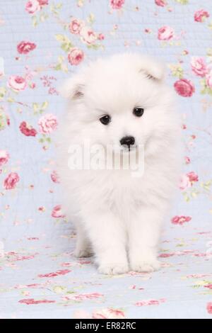 Chiot pomeranian japonais Banque D'Images