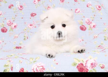 Chiot pomeranian japonais Banque D'Images