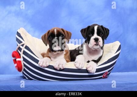 Chiots Boxer allemand Banque D'Images