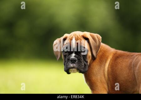 Chiot Boxer allemand Banque D'Images