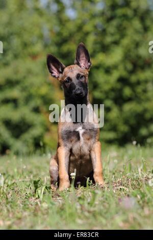 Chiot Malinois Banque D'Images