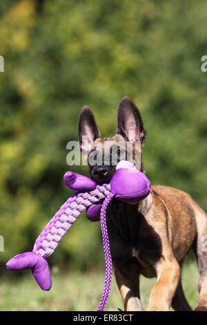 Chiot Malinois Banque D'Images