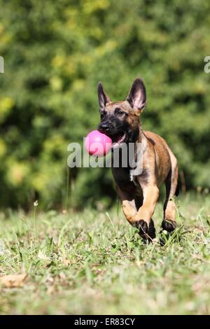 Chiot Malinois Banque D'Images